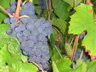 Beaujolais Trauben