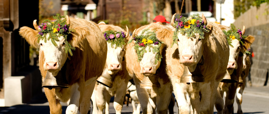 Allgegenwärtig in Gstaad-Sannenland - Das Simmentaler Rind